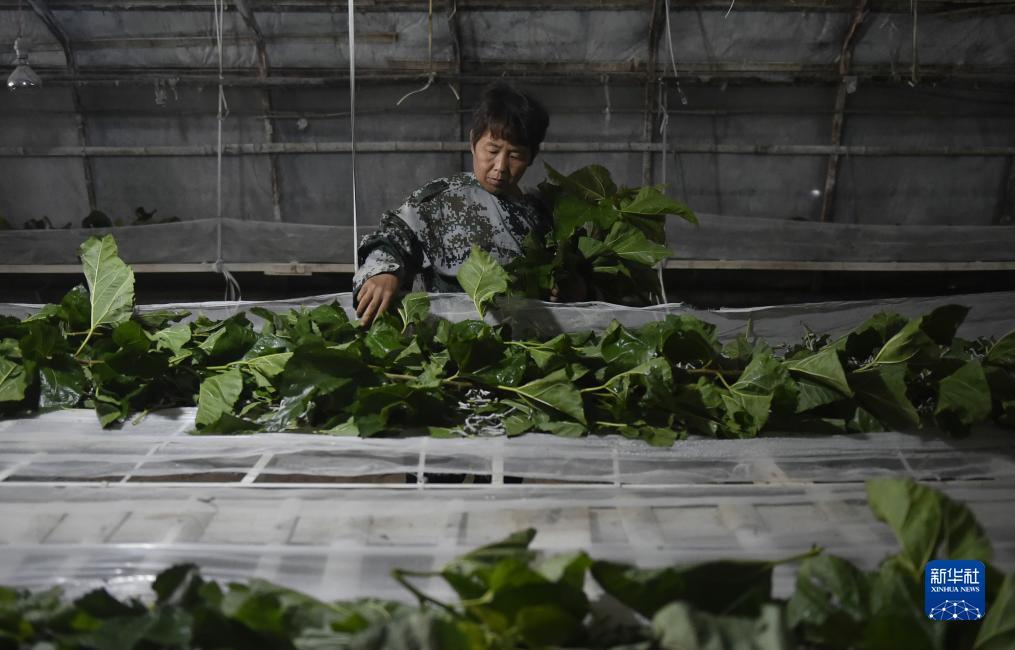 开户自助体验金888元